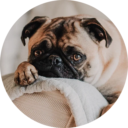 Good Chews = Good Dogs